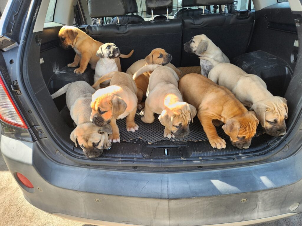Several Boerboel or Fila puppies | Boerboles.com.au (Boerboel Puppies)