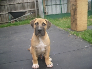 a brown mastiff puppy sitting.| Boerboles.com.au (Ataraxia Boerboels)