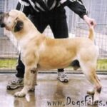 Large fawn Boerboel dog standing.| Boerboles.com.au