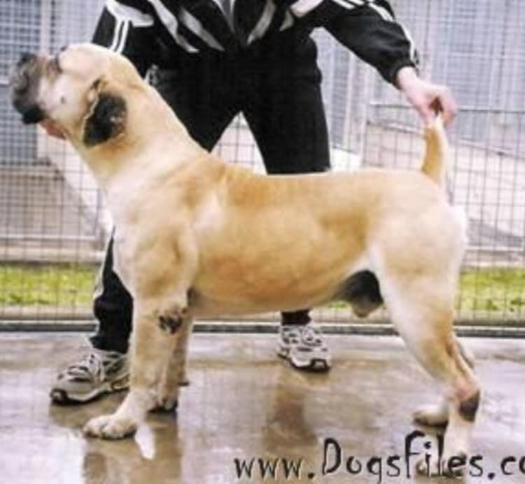 Large fawn Boerboel dog standing.| Boerboles.com.au