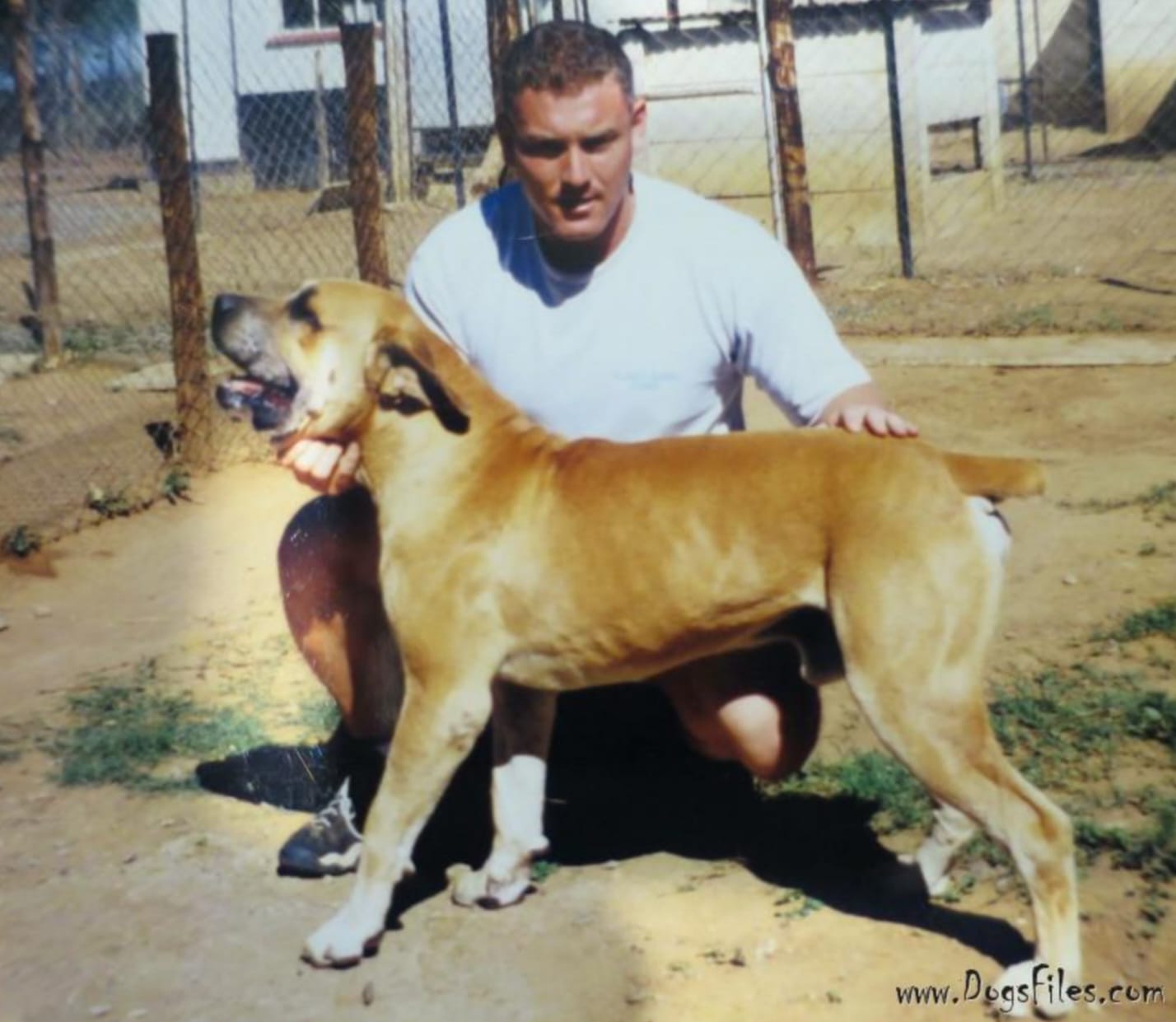 Man crouching with large dog.| Boerboles.com.au