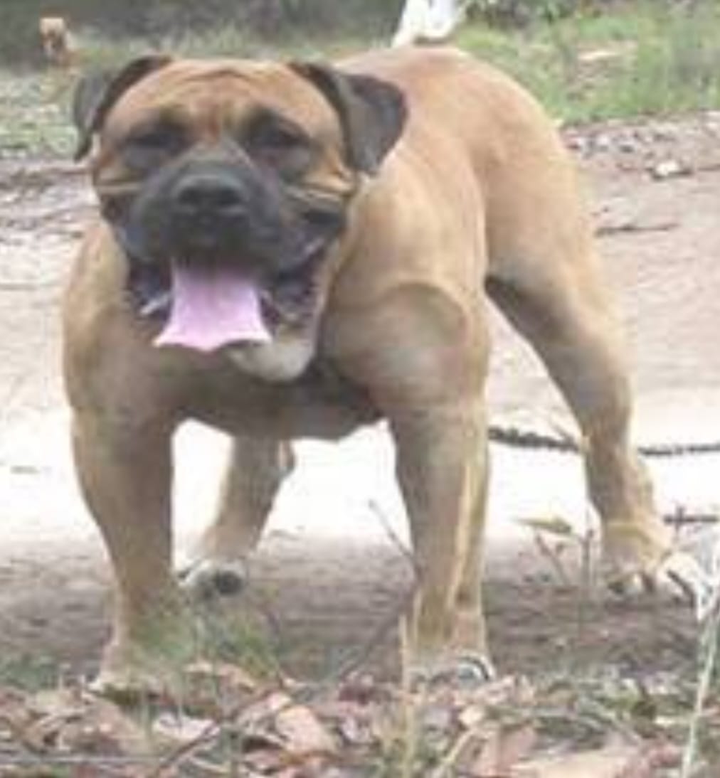 Large fawn Boerboel dog | Boerboles.com.au (Boerboel Blog)