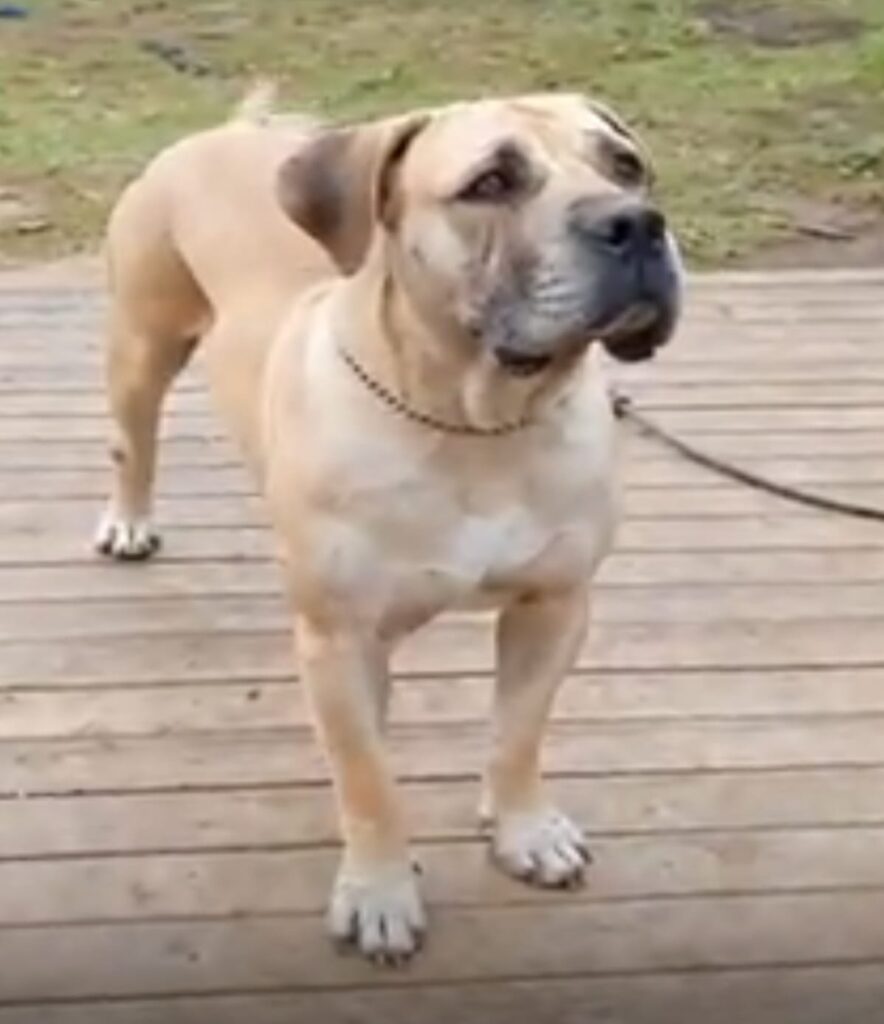 Large tan dog on deck.| Boerboles.com.au
