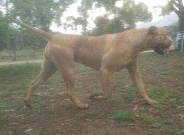 A large muscular dog running outdoors.| Boerboles.com.au (Boerboel Breeders)