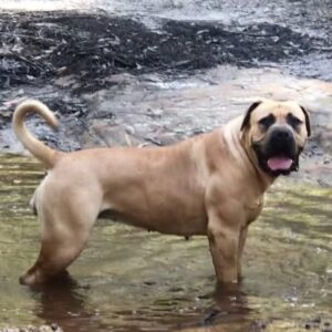 Large tan dog in water | Boerboles.com.au