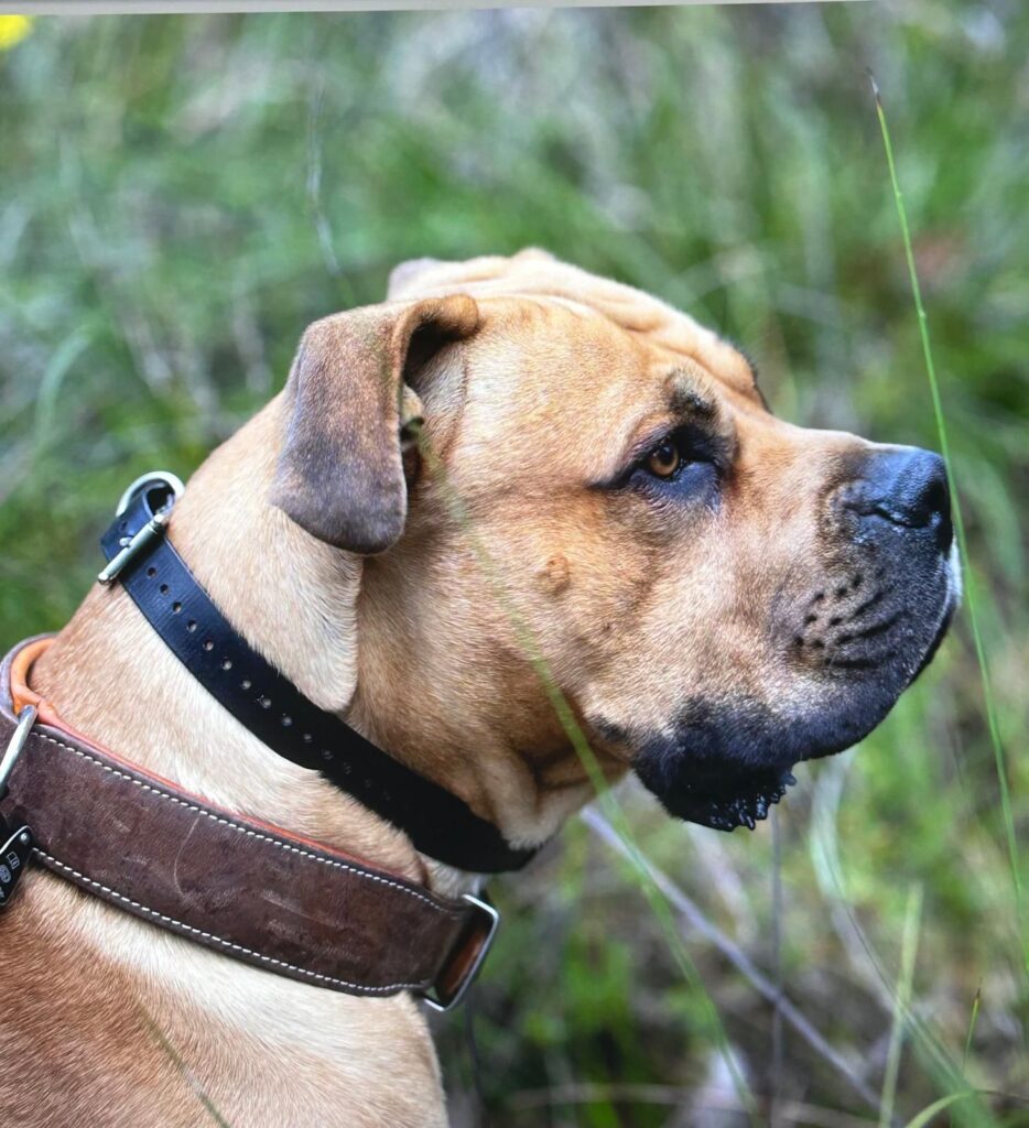 Al Aseels Frankie (Boerboel breeder in Australia)