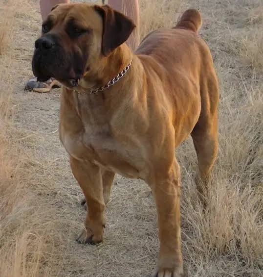 Large brown South African Boerboel.| Boerboles.com.au