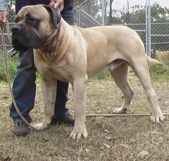 Mack