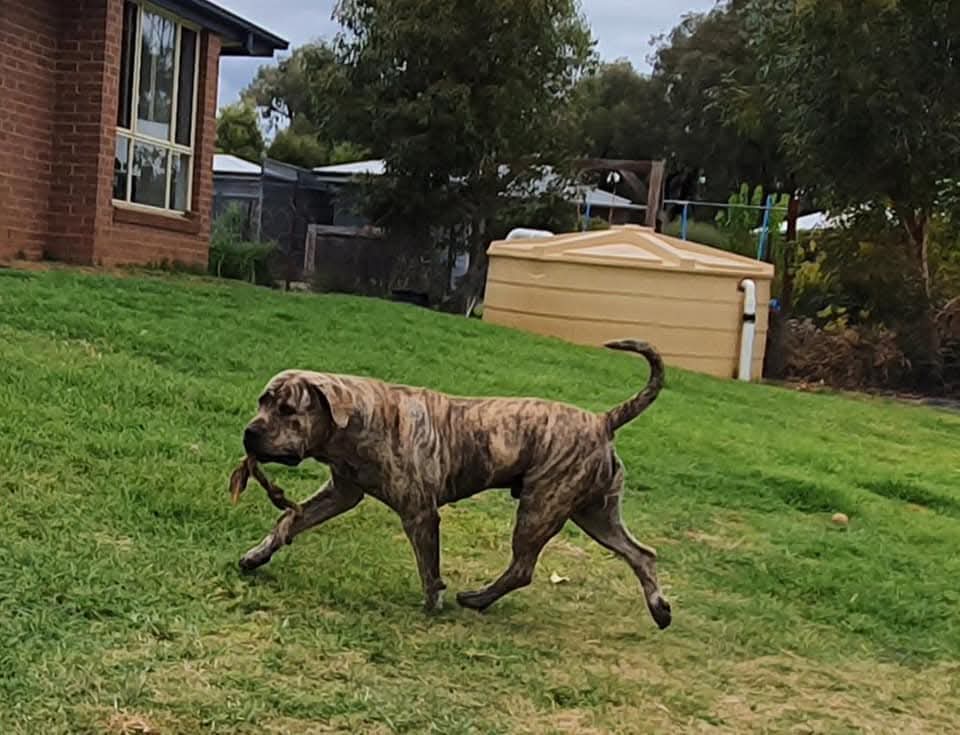 Mungo