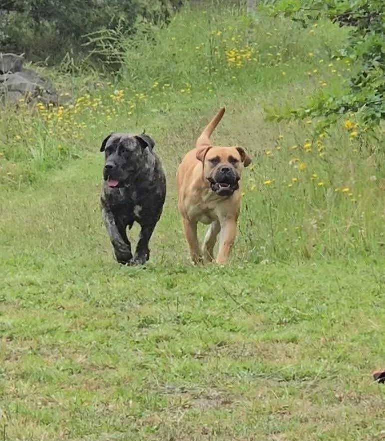 Nova II and Nala