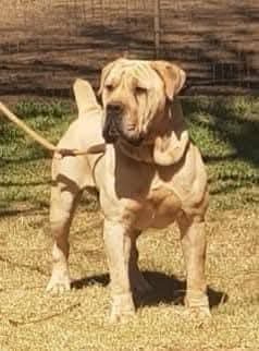Jacobs Max