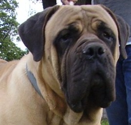 Mack